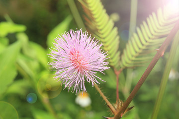 Beautiful violet/purple flowers mimosa pudica sensitive plant, Touch-Me-Not plant in morning mist. sleepy plant or shy plant. macro photography