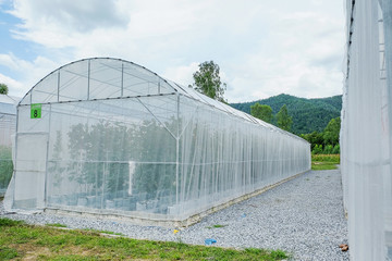 Obraz premium Green house farming agriculture