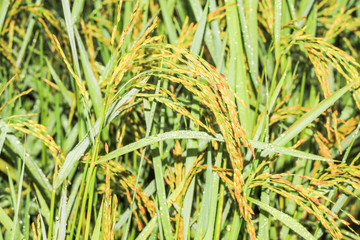 close up of yellow green rice field