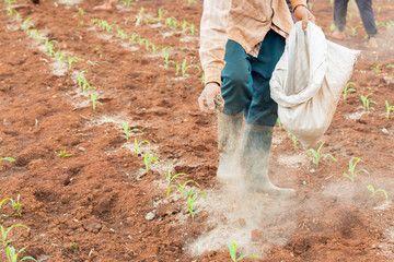workers filling organic fertilizer made by dry chicken dung in sweet corn plantation