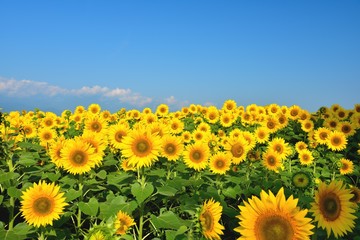 明野のひまわり畑