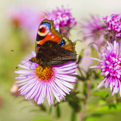 Butterfly on wild flower, closeup with selective focus