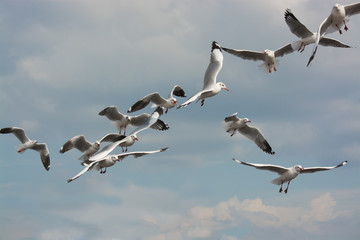 Seagulls migrate to Thailand's warm weather during winter time i