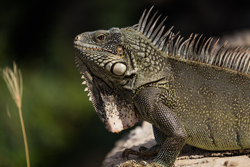 Iguana on Curacao