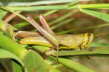 Grasshopper on a green leaf