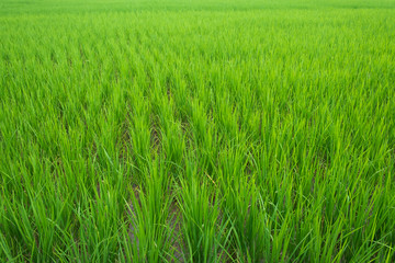 Rice fields green color agriculture background