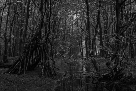 Fototapeta dense forest in black and white  2