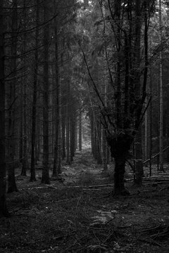 Fototapeta dense forest in black and white  3
