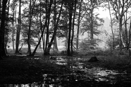 Fototapeta dense forest in black and white  4