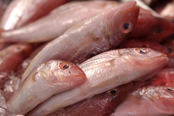Sea fish   in market