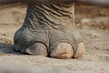 Fototapeta premium Close up Elephants foot . Foot is a large nail and strength.