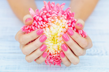 Woman hands with pink manicured fingernails holding delicate daisy flower