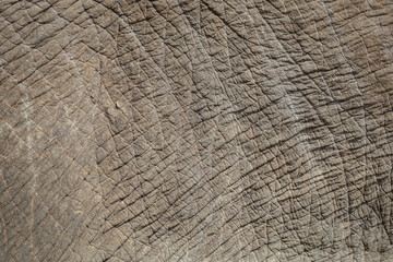 Background, texture Elephant skin with rough and rugged.