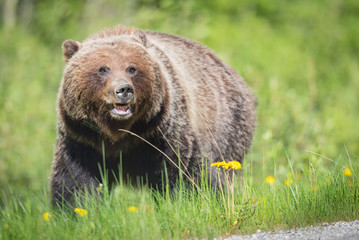 Obraz na płótnie Canvas Grizzly Bear (Ursus arctos horribilis)
