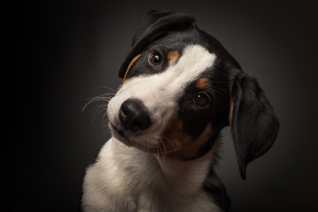 Appenzeller Sennenhund auf schwarzem Hintergrund - Hundegesicht auf schwarz 