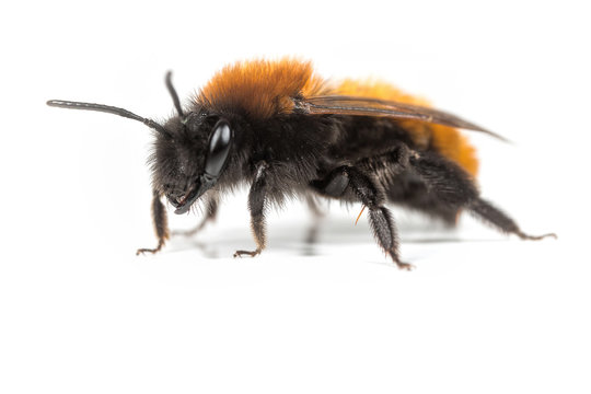 Female Tawny Mining Bee - Andrena fulva