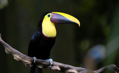 Swainson-Tukan in Costa Rica