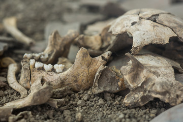 The head of a human skeleton in an ancient archaeological site, Ban Pong Manao, Lop buri, Thailand