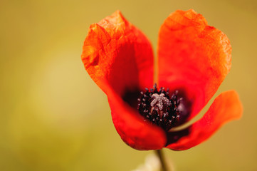 Mohn