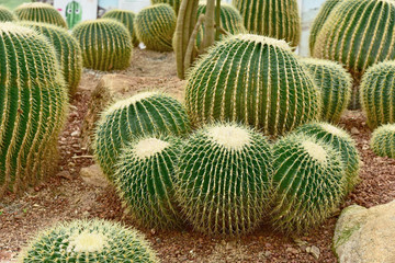 Cactus in Queen Sirikit Botanic Garden