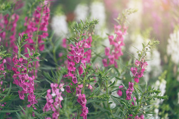 Beautiful background pink flowers. with soft focus