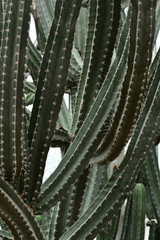 Cactus in Queen Sirikit Botanic Garden