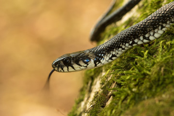 Grass snake, Natrix natrix show tongue
