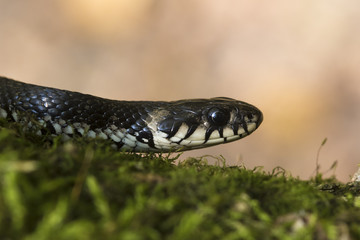 Grass snake, Natrix natrix  on the moss