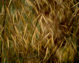 Grass in the wind
