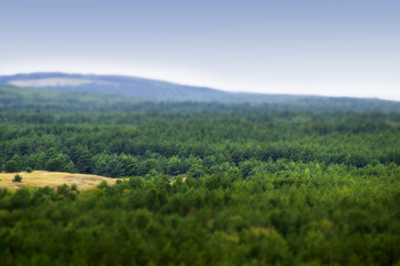 Rural crowns of trees of mixed forest in Lithuania's, Nida