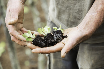 A person holding seedlings with developing root systems in plugs, ready for transplanting. 