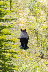 American Black Bear (Ursus americanus).