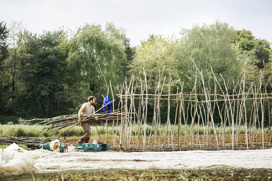A man carrying a bundle of pea sticks for growing vegetables in an organic vegetable plot. 