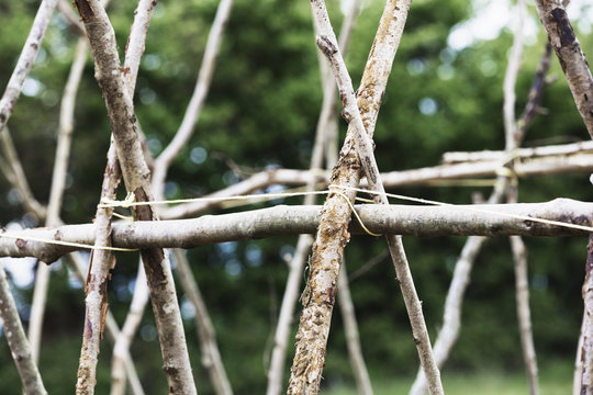 Sticks arranged in a framework for supporting climbing plants. 
