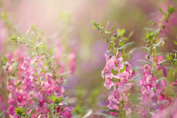 Beautiful background pink flowers. with soft focus