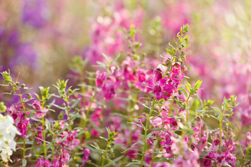 Beautiful background pink flowers. with soft focus