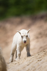 Obraz premium Mountain goat (Oreamnos americanus)