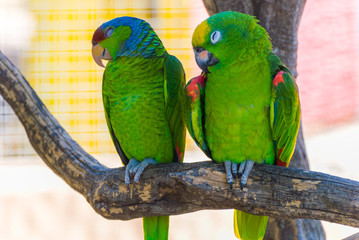 Two green parrots