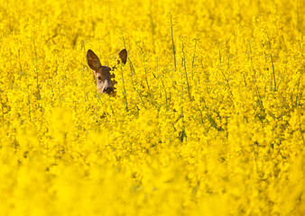 Deer hiding in the yellow canola field