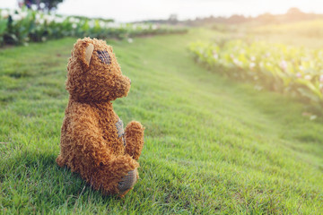 Cute Teddy bears sitting on grass at sunset