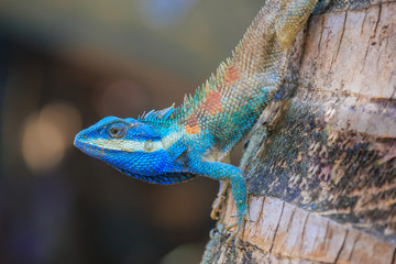 Lizard,dragon , Chameleon , Blue-crested Lizard , Indo-Chinese Forest Lizard  , Indo-Chinese Bloodsucker