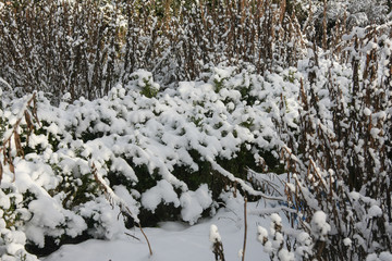 Winter im Naturgarten