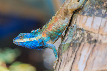 Lizard,dragon , Chameleon , Blue-crested Lizard , Indo-Chinese Forest Lizard  , Indo-Chinese Bloodsucker