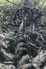 climbing plant