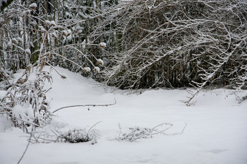 Winter im Naturgarten