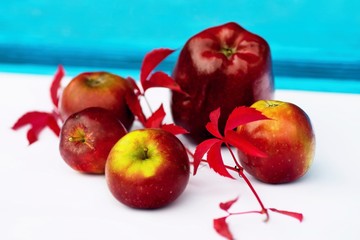 Red apple and woodbine twig