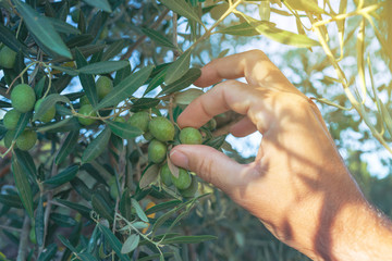 Agriculteur cueillant à la main des olives vertes fraîches d& 39 une branche d& 39 arbre