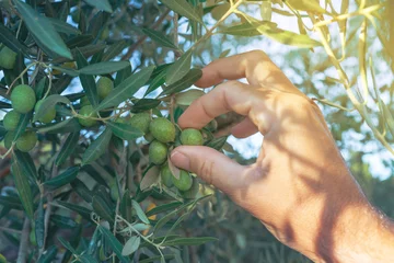 Papier Peint photo Olivier Agriculteur cueillant à la main des olives vertes fraîches d& 39 une branche d& 39 arbre