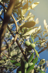 Fresh green olives fruit on olive tree branch