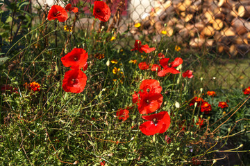 Red poppy flowers field, close up